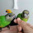 Продается птенцы Сенегальского попугая (фото #3)