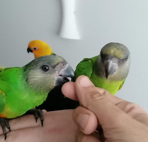 Müüa Senegali papagoi tibud (4 foto / 8)