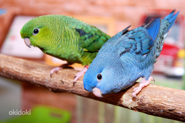 Порно жезөкше ене