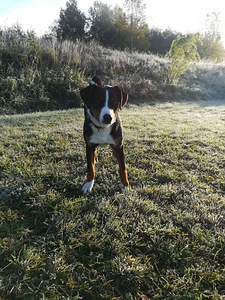 Appenzeller sennenhund (4 foto / 5)