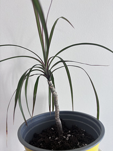 Draakonipuu. Dracaena marginata (1 foto / 2)