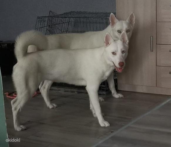 Хаски собака 1.1 года (фото #1)