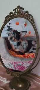 Chihuahua (2 foto / 3)