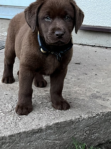 Labradori retriiver (7 foto / 10)