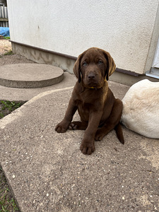 Labradori retriiver (6 foto / 9)