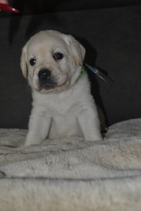 Labradori retriiver (6 foto / 10)