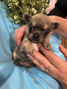 Chihuahua (2 foto / 9)