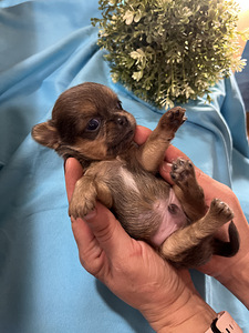 Chihuahua (5 foto / 9)