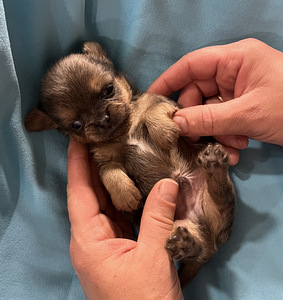 Chihuahua (7 foto / 9)