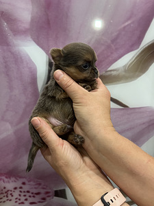 Chihuahua (8 foto / 9)
