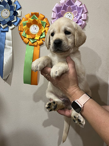 Labradori retriiver (8 foto / 10)