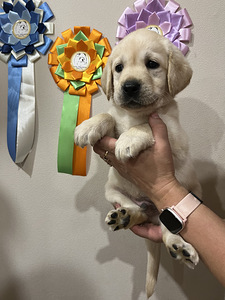 Labradori retriiver (9 foto / 10)