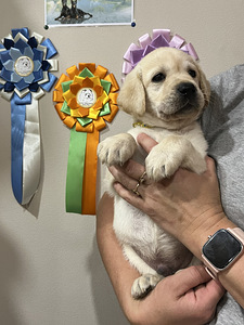 Labradori retriiver (10 foto / 10)