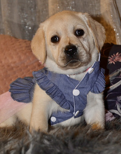 Labradori retriiver (7 foto / 9)