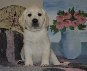 Labradori retriiver (4 foto / 10)