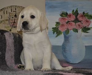 Labradori retriiver (5 foto / 10)