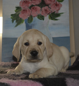 Labradori retriiver (6 foto / 10)