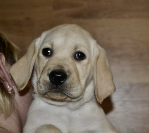 Labradori retriiver (10 foto / 10)