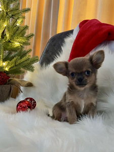Chihuahua (9 foto / 9)