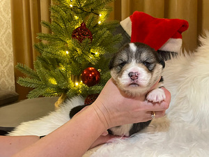 Walesi corgi pembroke (6 foto / 6)