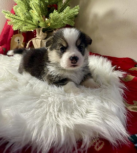 Walesi corgi pembroke (6 foto / 10)