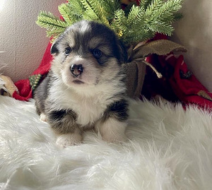 Walesi corgi pembroke (9 foto / 10)