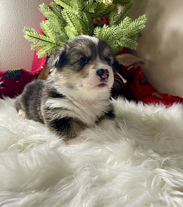 Walesi corgi pembroke (10 foto / 10)