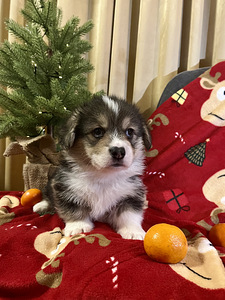 Вельш Корги Пемброк Welsh Corgi Pembroke (7 фото из 10)