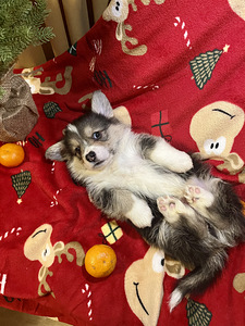 Вельш Корги Пемброк Welsh Corgi Pembroke (9 фото из 10)