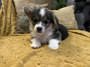 Walesi corgi pembroke (1 foto / 10)