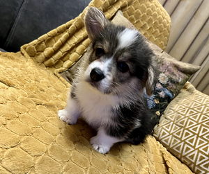Walesi corgi pembroke (3 foto / 10)