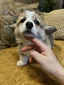 Walesi corgi pembroke (3 foto / 9)