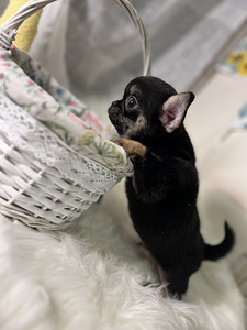 Chihuahua (1 foto / 4)