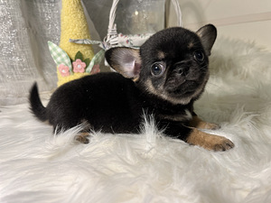 Chihuahua (2 foto / 4)