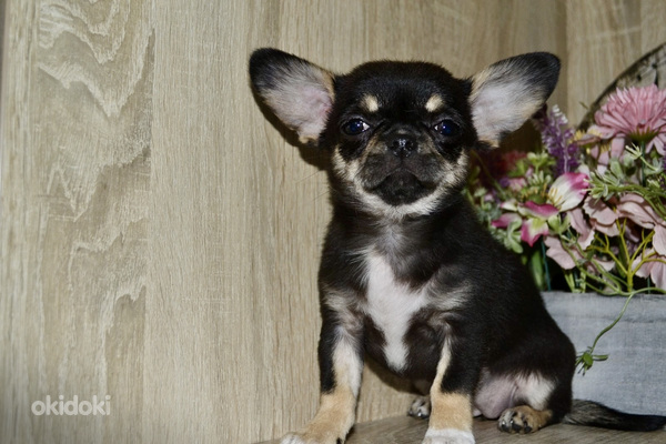 Chihuahua (foto #4)