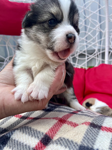 Welsh corgi pembroke (7 foto / 10)