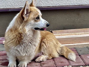 Welsh corgi pembroke (9 foto / 10)