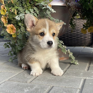 Welsh corgi pembroke (1 foto / 10)