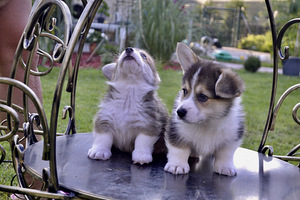 Welsh corgi pembroke (5 foto / 10)