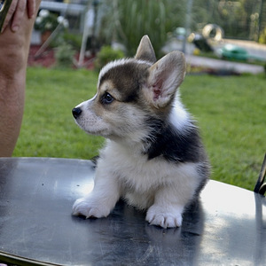 Welsh corgi pembroke (8 foto / 10)