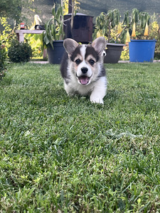 Welsh corgi pembroke (9 foto / 10)