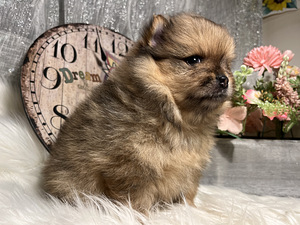 Pomeranian spits (6 foto / 10)