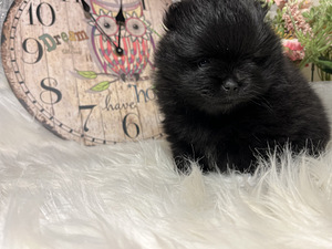 Pomeranian spits (10 foto / 10)