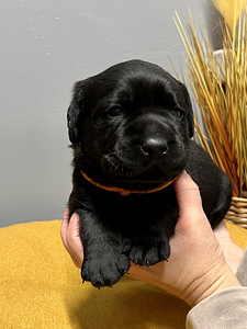 Labradori retriiver (8 foto / 9)