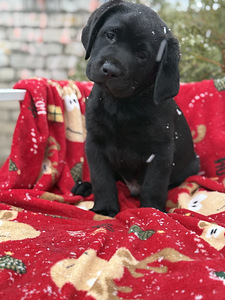 Labradori retriiver (6 foto / 8)