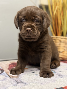 Labradori retriiver (1 foto / 10)