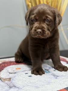 Labradori retriiver (6 foto / 10)