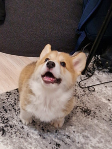 Welsh Corgi Pembroke (3 foto / 10)