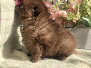 Pomeranian spits (4 foto / 8)