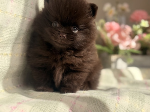 Pomeranian spits (8 foto / 8)